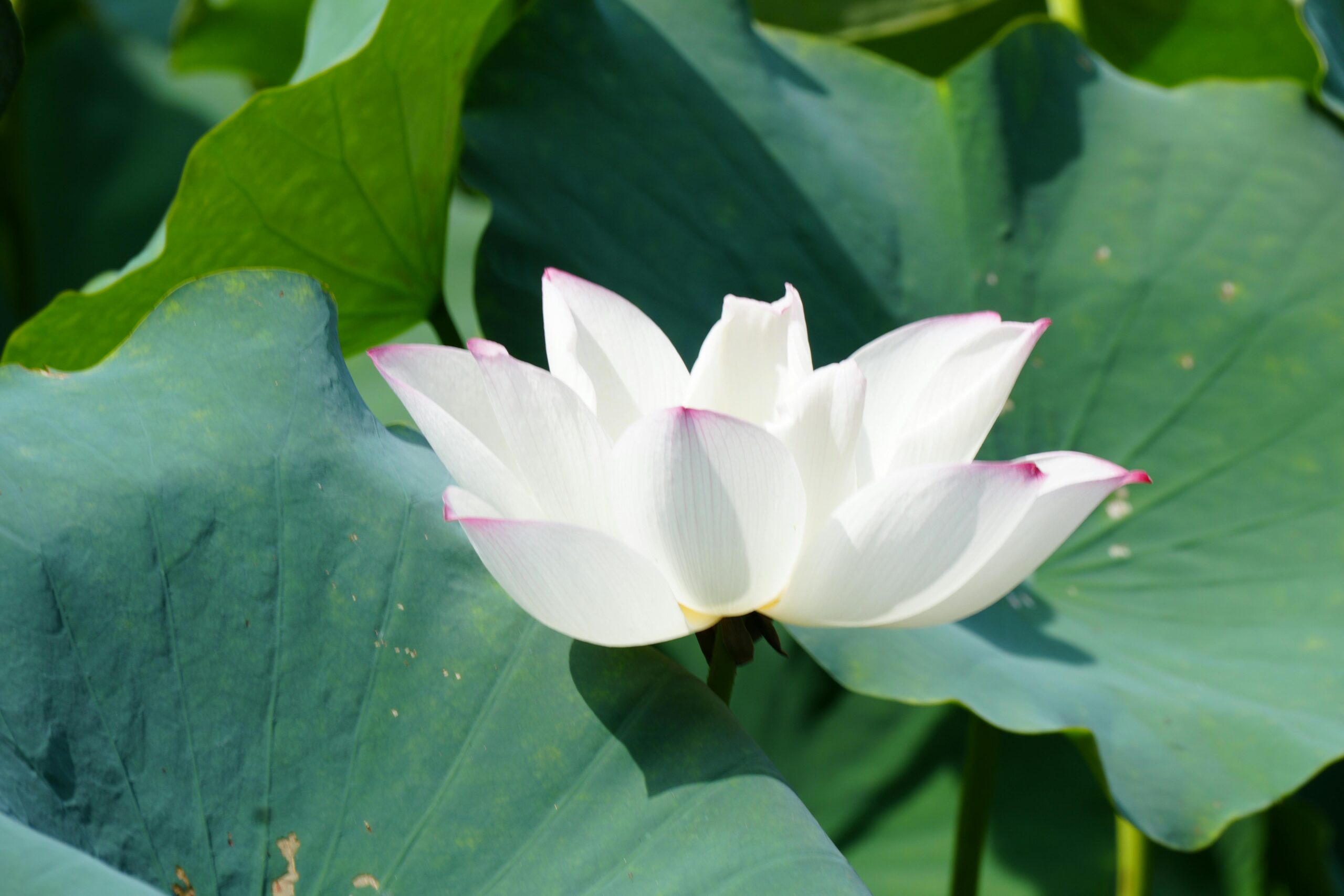 pexels-photo-32718329-32718329 | Архитектура Махариши Васту Elegant white lotus flower surrounded by lush green leaves in natural sunlight.